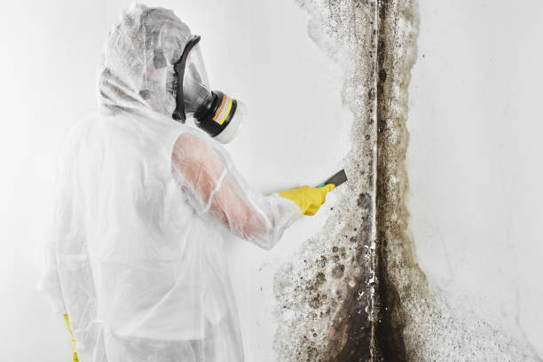 Best Home Mold Removal  in Tarpon Springs, FL