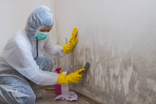 Best Fast Mold Removal  in Tarpon Springs, FL