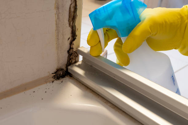 Best Emergency Mold Removal  in Tarpon Springs, FL