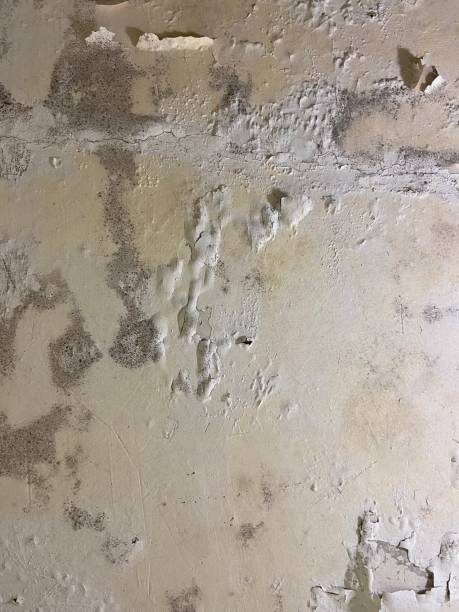 Best Mold Remediation  in Tarpon Springs, FL