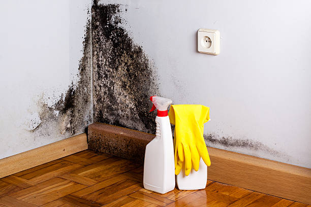 Best Professional Mold Removal  in Tarpon Springs, FL
