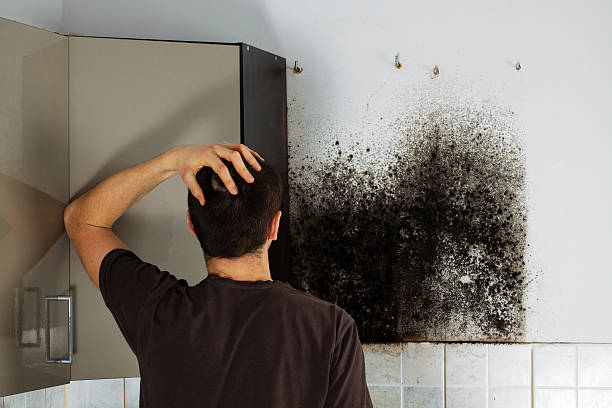 Best Professional Mold Removal  in Tarpon Springs, FL