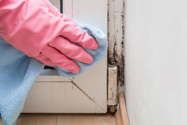 Best Toxic Mold Removal  in Tarpon Springs, FL