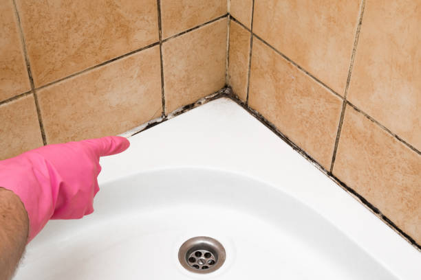 Best Same-Day Mold Removal  in Tarpon Springs, FL